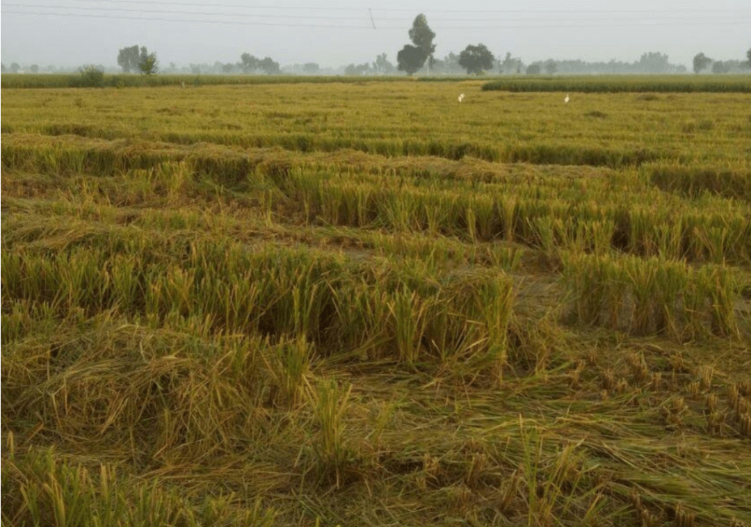 मरता अन्नदाता