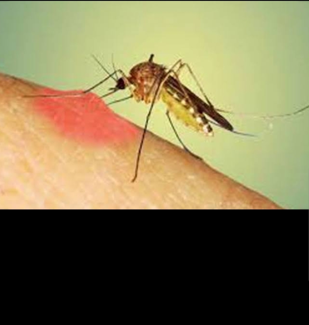 कूड़े के ढेर और जलभराव के कारण मच्छरों का प्रकोप