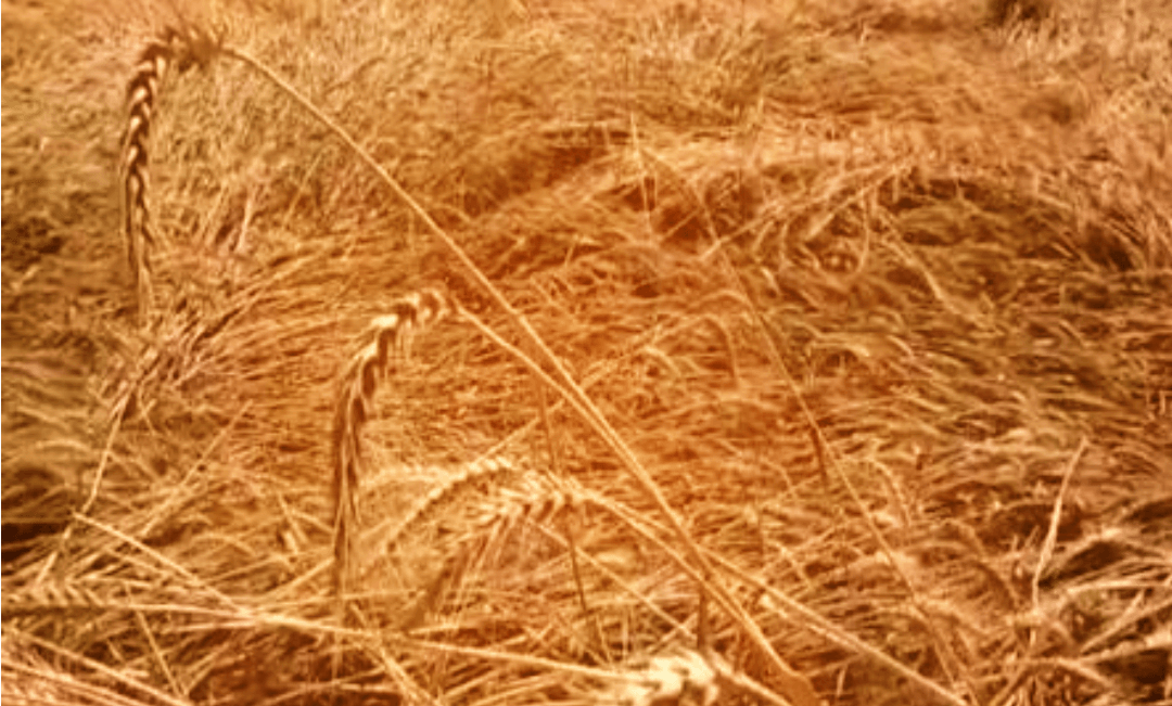मरता अन्नदाता